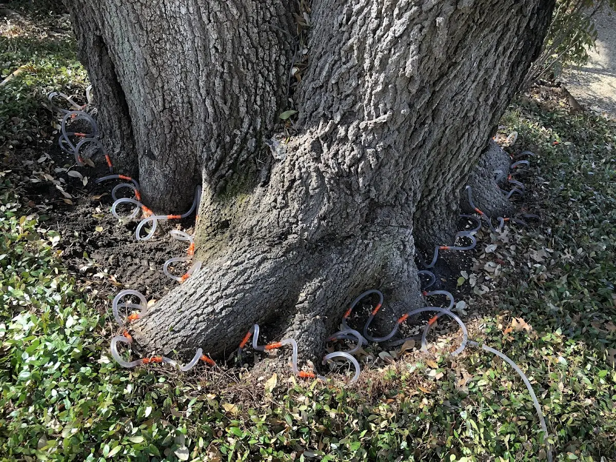 Detailed Tree Cabling and Bracing job site in Dudley